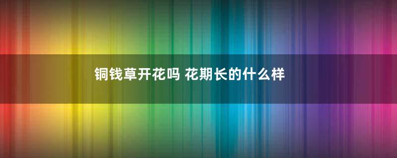 铜钱草开花吗 花期长的什么样子